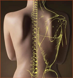 Holistic Chiropractic Service