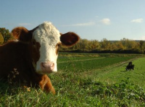 20130408_052241_CowAtHarlowFarm_400